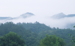 中國靈芝的主產地是哪？