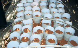 有人說靈芝孢子粉破壁后，有效成分被氧化影響療效？