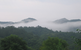 靈芝是什么？