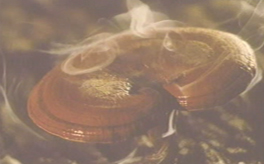 什么是靈芝孢子粉？